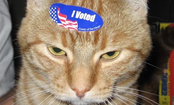 Dead cat in Georgia receives voter registration form by mail