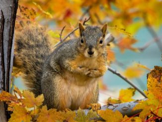 Squirrel Bubonic plague