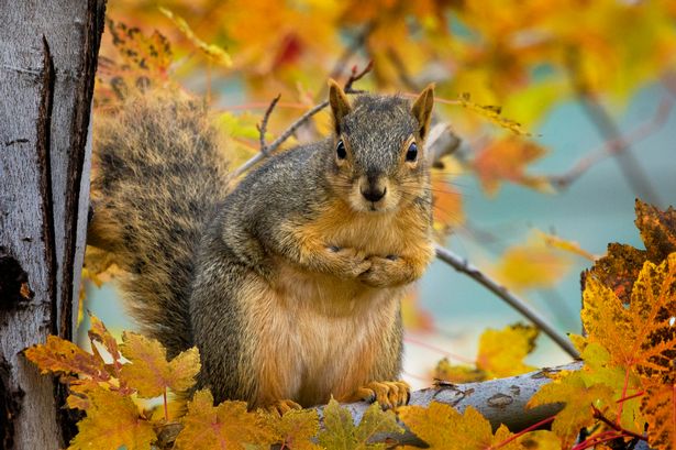 Squirrel Bubonic plague