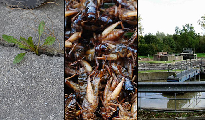 World Economic Forum leaders suggest ordinary citizens eat weeds and drink sewage