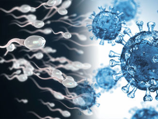 Covid male fertility