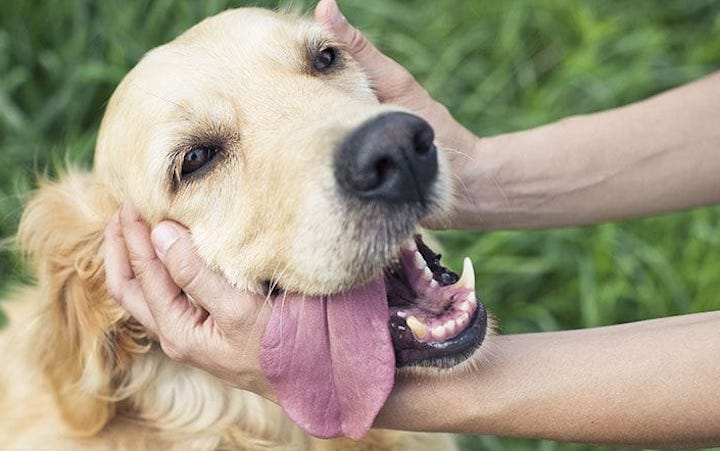 Being kind to dogs is racist, leftists university professor claims