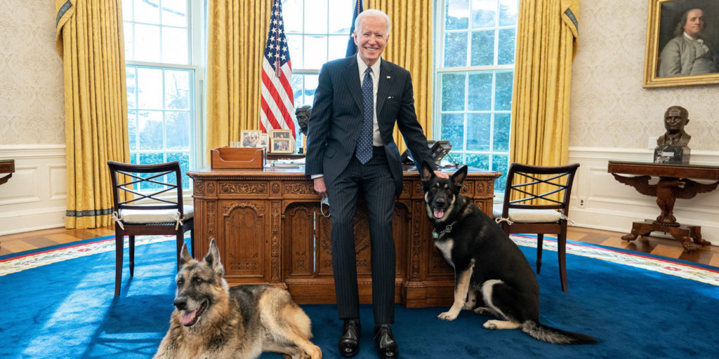 Biden and dogs