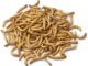 mealworms