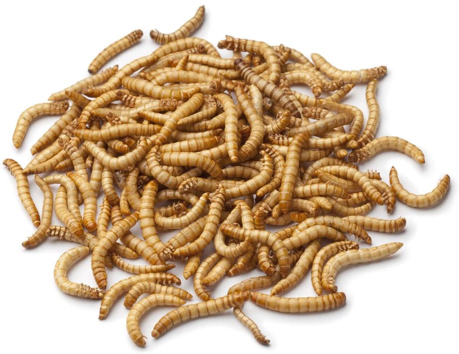 mealworms