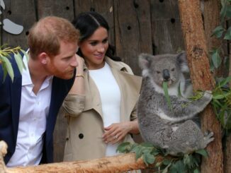 Prince Harry