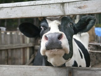 cow Thailand village