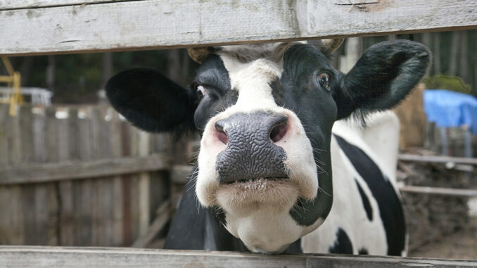 cow Thailand village
