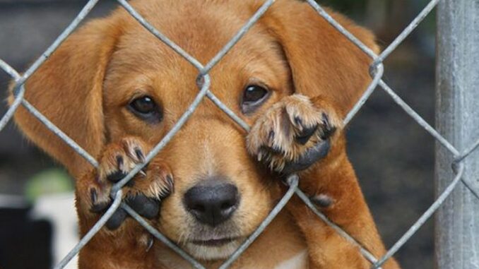 Rescue dogs in Australia brutally shot dead by government due to 'covid restrictions'