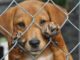 Rescue dogs in Australia brutally shot dead by government due to 'covid restrictions'