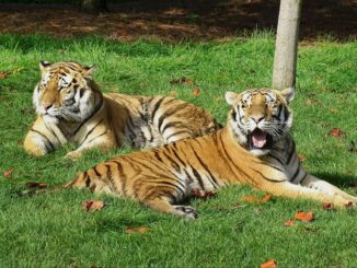 Detroit zoo