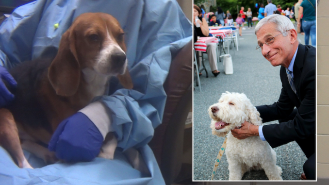 ArrestFauci trends as crimes against humanity and torture experiments against dogs becomes public