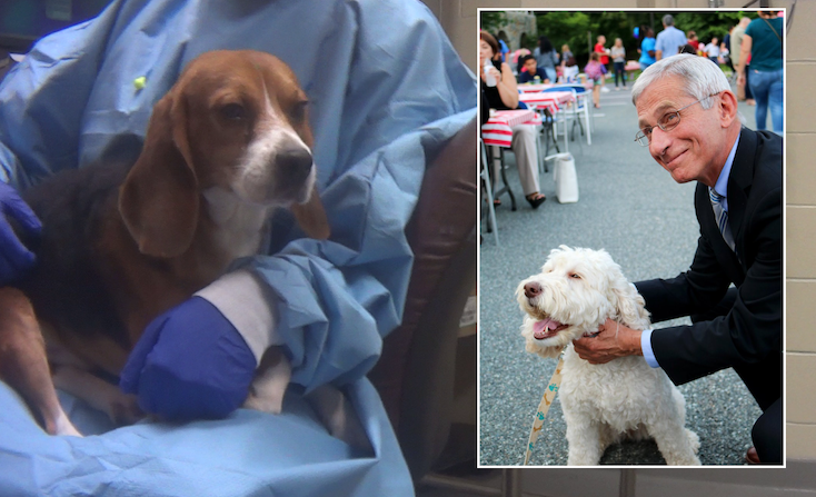 ArrestFauci trends as crimes against humanity and torture experiments against dogs becomes public