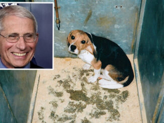 New Fauci dog experiments resulted in 10 dead beagles