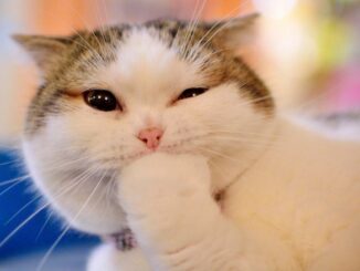 New York Times warns cat videos are white supremacist misinformation. Yes, really..