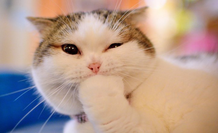 New York Times warns cat videos are white supremacist misinformation. Yes, really..