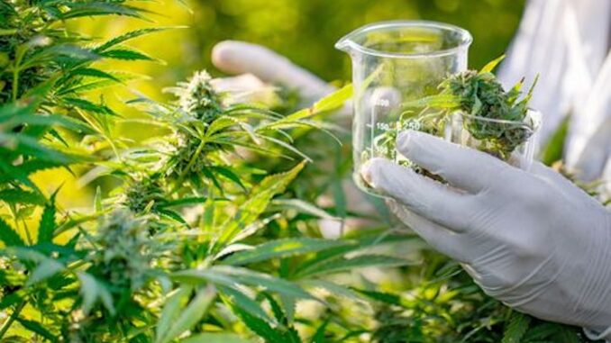 Cannabis found to prevent Covid, new study suggests