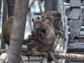CDC monitoring residents for cold-like symptoms following lab monkey escape
