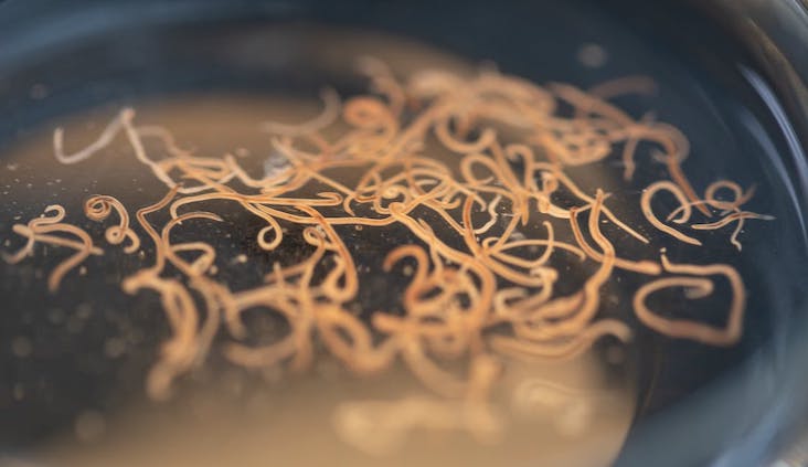 Embalmers are finding rubbery worms in the bodies of the vaccinated