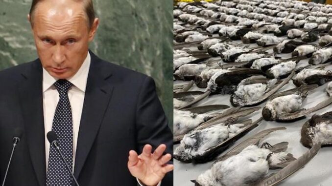 US is using birds as biological weapons to spread covid, Russia tells the UN