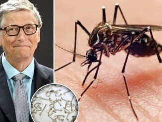 Scientists to flood California and Florida with millions of Bill Gates' GMO mosquitoes