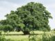 oak tree