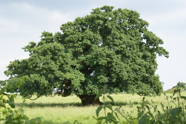 oak tree