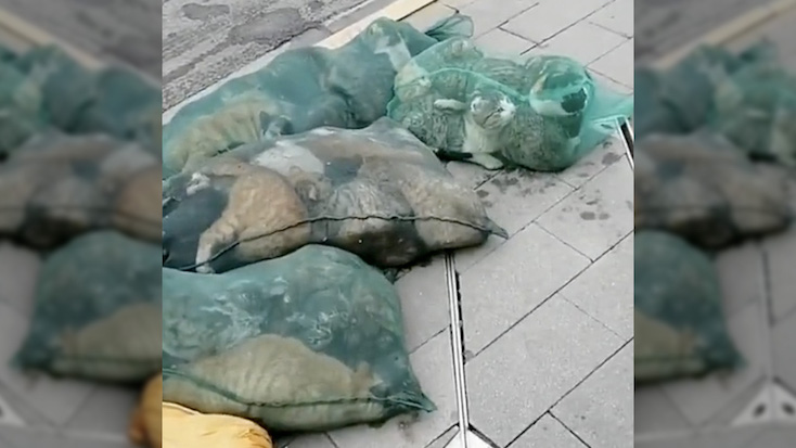 China begins beating cats and dogs to death in public in the name of Covid protection