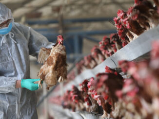 Gates and Fauci caught funding bird flu experiments