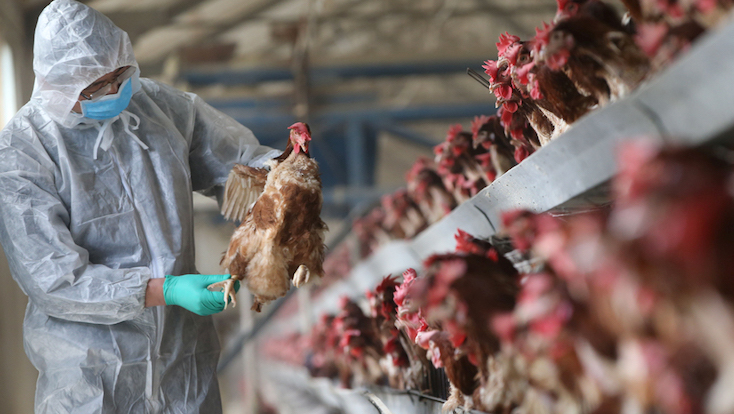 Gates and Fauci caught funding bird flu experiments