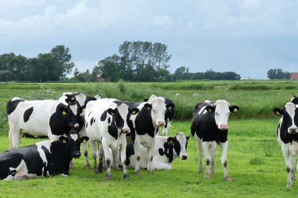 cows