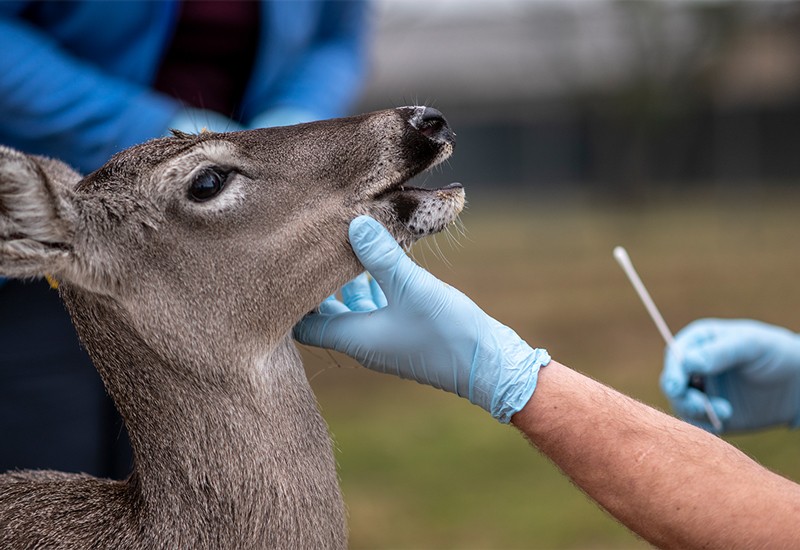 deer being tested for covid