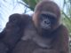 Fully jabbed gorilla dies unexpectedly