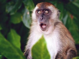 WHO warns monkeypox pandemic coming