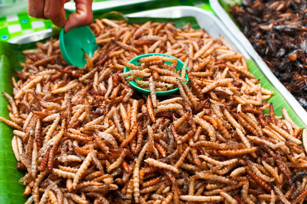 edible bugs