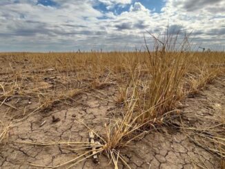 Wheat crops in Kansas are failing following cattle dropping dead