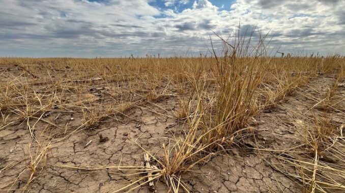 Wheat crops in Kansas are failing following cattle dropping dead