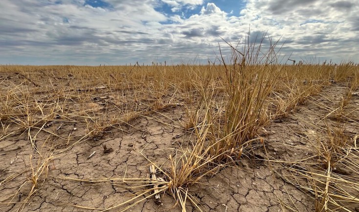 Wheat crops in Kansas are failing following cattle dropping dead