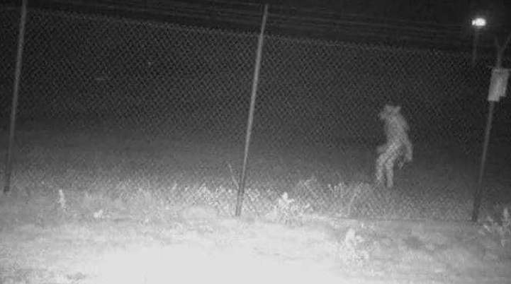 Werewolf pictures outside Texas zoo