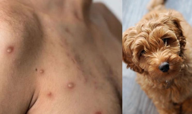 Dog catches COVID from French gay couple, leaving doctors baffled