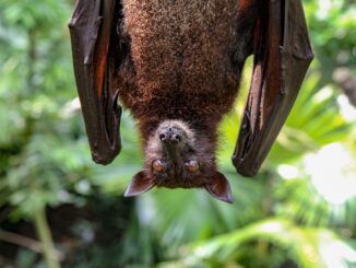 Bat