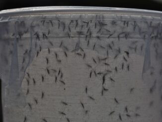 mosquitoes