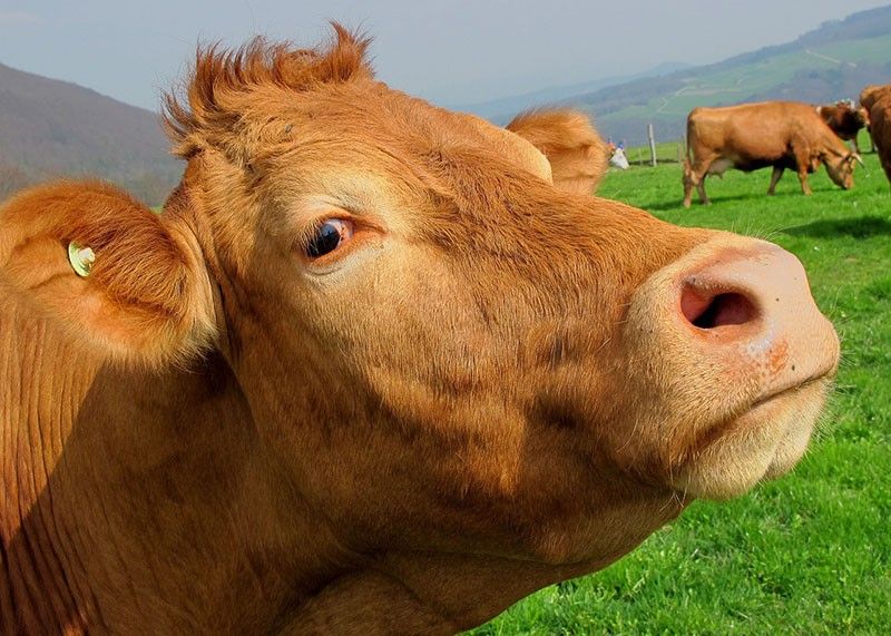 COW TAX