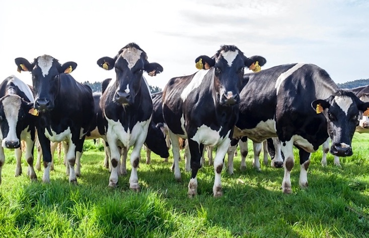 18 percent of cattle who receive mRNA jab drop dead