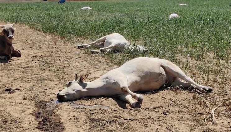 2 in 10 cows injected with mRNA vaccines die instantly