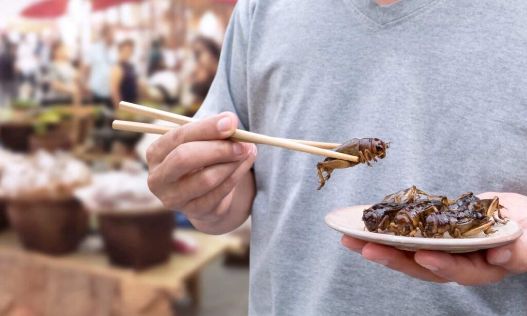 eating insects