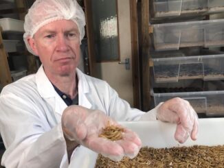 Schools in the Netherlands begin serving children bugs to help combat climate change