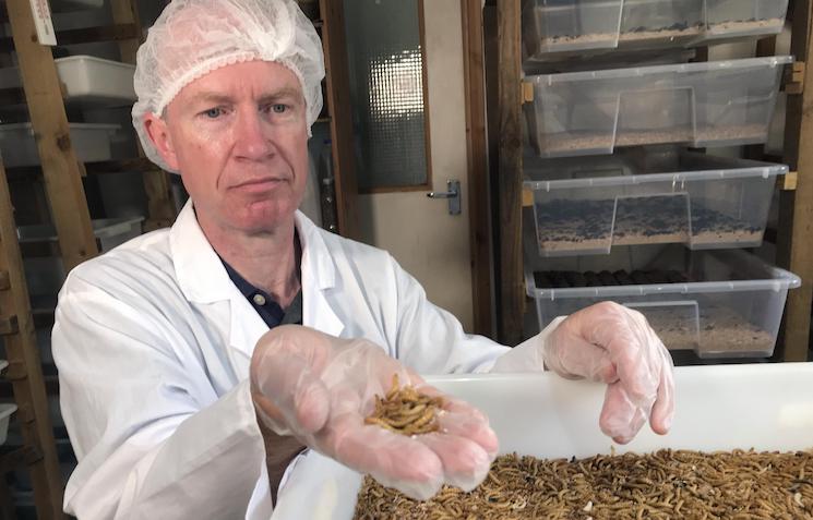 Schools in the Netherlands begin serving children bugs to help combat climate change