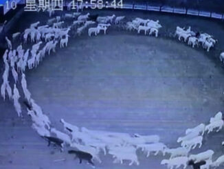 Animals, birds and insects worldwide keep walking around in circles