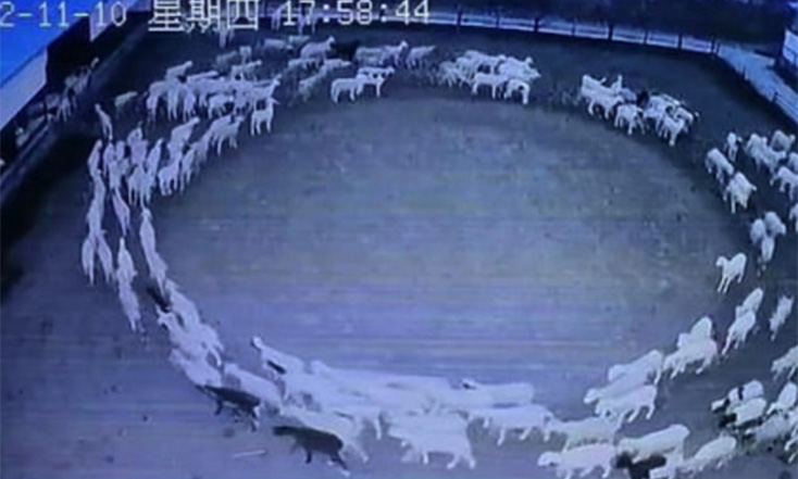 Animals, birds and insects worldwide keep walking around in circles